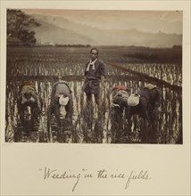 Weeding in the rice fields; Shinichi Suzuki, Japanese, 1835 - 1919, Japan; about 1873 - 1883; Hand-colored Albumen silver print