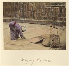 Drying the Rice; Shinichi Suzuki, Japanese, 1835 - 1919, Japan; about 1873 - 1883; Hand-colored Albumen silver print