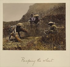 Reaping the Wheat; Shinichi Suzuki, Japanese, 1835 - 1919, Japan; about 1873 - 1883; Hand-colored Albumen silver print