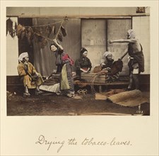 Drying the Tobacco Leaves; Shinichi Suzuki, Japanese, 1835 - 1919, Japan; about 1873 - 1883; Hand-colored Albumen silver print