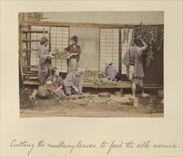 Cutting the Mulberry Leaves; Shinichi Suzuki, Japanese, 1835 - 1919, Japan; about 1873 - 1883; Hand-colored Albumen silver