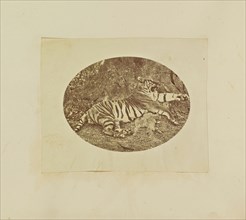Tiger; Colonel William Willoughby Hooper, British, 1837 - 1912, India; about 1870; Albumen silver print