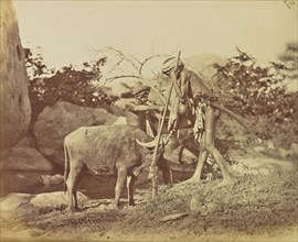 Ox; Colonel William Willoughby Hooper, British, 1837 - 1912, India; about 1870; Albumen silver print