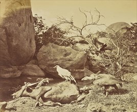 Vultures on Carcass; Colonel William Willoughby Hooper, British, 1837 - 1912, India; about 1870; Albumen silver print