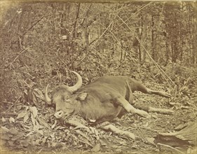 Dead Cow; Colonel William Willoughby Hooper, British, 1837 - 1912, India; about 1870; Albumen silver print