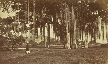 print; Colonel William Willoughby Hooper, British, 1837 - 1912, India; about 1870; Albumen silver print