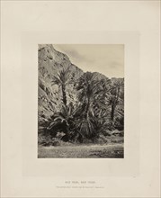 Wild Palms, Wady Feiran; Francis Frith, English, 1822 - 1898, Sinai Peninsula, Egypt; about 1865; Albumen silver print