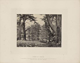 Cedars of Lebanon; Francis Frith, English, 1822 - 1898, Lebanon; about 1865; Albumen silver print