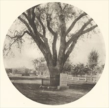 The Washington Elm; William J. Stillman, American, 1828 - 1901, Boston, Massachusetts, United States; negative 1874; print 1876