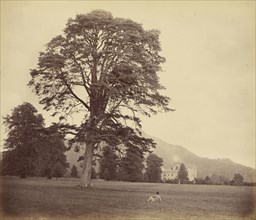 Great Scots Fir on Lawn; Vernon Heath, British, 1819 - 1895, active London, England, Inveraray, Scotland; 1871; Albumen silver