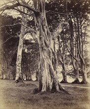 Beech Trees, Inveraray; Vernon Heath, British, 1819 - 1895, active London, England, Inveraray, Scotland; 1871; Albumen silver