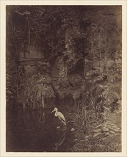 Piscator, No. 2; John Dillwyn Llewelyn, British, 1810 - 1887, London, England; 1856; Albumen silver print