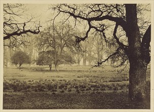 Windsor Park, Deer Feeding; W.H. Nicholl, British, active 1850s, London, England; May 1854; Albumen silver print