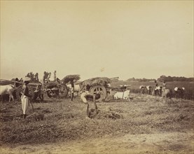 Cutting Indigo plant in the field and Loading Carts; Oscar Mallitte, British, about 1829 - 1905, active Allahabad, India 1870s