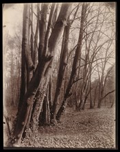 The Park at Saint-Cloud; Eugène Atget, French, 1857 - 1927, Saint-Cloud, France; 1926; Albumen silver print