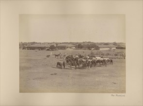 The Paddock; India; 1886 - 1889; Albumen silver print