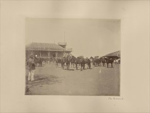 The Paddock; India; 1886 - 1889; Albumen silver print