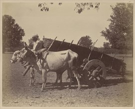 Agricultural Cart, Guzerat; India; 1886 - 1889; Albumen silver print