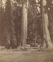 The Sentinels, 315 Feet High, Diameter 20 Feet; John P. Soule, American, 1827 - 1904, Boston, Massachusetts, United States