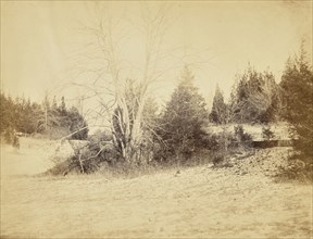 Cedars and c by the Sunk Fence; Possibly Alfred Booth, English, 1834 - 1914, and Thomas E. Jevons, American, born England, 1841