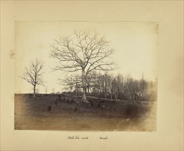 Oak Tree and Wood; Possibly Alfred Booth, English, 1834 - 1914, and Thomas E. Jevons, American, born England, 1841 - 1919)