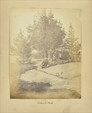 Cedars and Rock; Alfred Booth, English, 1834 - 1914, New York, New York, United States, North America; 1866 - 1867; Albumen