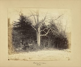 Chestnut and Cedars - Winter; Thomas E. Jevons, American, born England, 1841 - 1919, New York, New York, United States