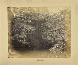 Hemlocks; Possibly Alfred Booth, English, 1834 - 1914, and Thomas E. Jevons, American, born England, 1841 - 1919, New York