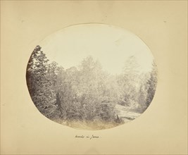 Woods in June; Possibly Alfred Booth, English, 1834 - 1914, and Thomas E. Jevons, American, born England, 1841 - 1919)