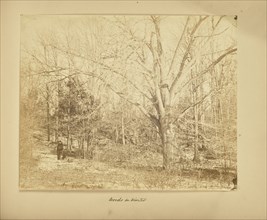 Woods in Winter; Thomas E. Jevons, American, born England, 1841 - 1919, New York, New York, United States, North America; 1866