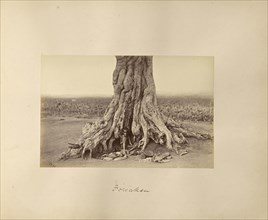 Forsaken; Willoughby Wallace Hooper, English, 1837 - 1912, India; about 1877; Albumen silver print