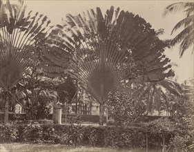 Malay; Unknown maker; Malaysia; 1870s - 1880s; Albumen silver print