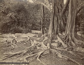 Ficus Elastica - Assam India - Rubber; Charles T. Scowen, English, 1852 - 1948, The Colombo Apothecaries Co., Ltd., Sri Lankan