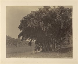 Dendrocalamus Giganteus - Giant Bamboo; Charles T. Scowen, English, 1852 - 1948, The Colombo Apothecaries Co., Ltd., Sri Lankan