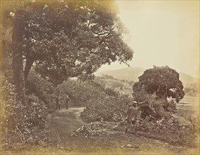 View in Ooty from a r.d. sic near Dr. Sayers; Willoughby Wallace Hooper, English, 1837 - 1912, Ooty, India, Asia; 1873; Albumen