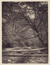 Fallen trees in forest; Arthur Brown, British, active 1850s, Saltburn-on-the-Sea, North Yorkshire, England; 1878; Carbon print