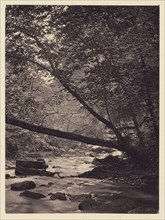 Trees over stream; Arthur Brown, British, active 1850s, Newcastle upon Tyne, England; 1878; Carbon print; 9.7 x 7.1 cm
