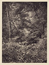 Forest; Arthur Brown, British, active 1850s, Newcastle upon Tyne, England; 1878; Carbon print; 9.6 x 7.1 cm, 3 3,4 x 2 13,16 in