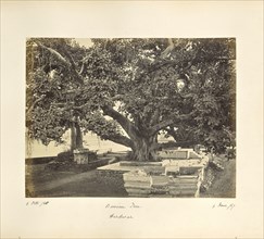 Large Banian Tree at Hurdwar; Samuel Bourne, English, 1834 - 1912, HaridwÄr, Uttarakhand, India, Asia; October 4, 1865