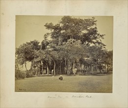 Calcutta; Banian Tree in Barrackpore Park, general view; Samuel Bourne, English, 1834 - 1912, Calcutta, West Bengal, India