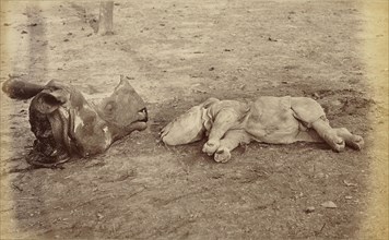 Mother and Child; Nepal; 1883; Albumen silver print