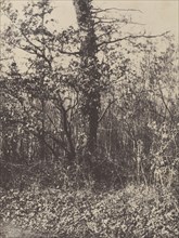 Forest Landscape , Taillis; French, Louis Désiré Blanquart-Evrard, French, 1802 - 1872, Lille, France; 1853; Salted paper print