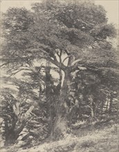 Groupe de Cèdres de Mt. Liban , Group of Cedar Trees, Mount Lebanon; Ernest Benecke, German, born England, 1817 - 1894, Louis