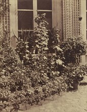 Potted Plants and Flowers on Garden Patio; French, Louis Désiré Blanquart-Evrard, French, 1802 - 1872, Lille, France