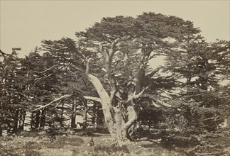 The Largest of the Cedars, Mount Lebanon; Francis Frith, English, 1822 - 1898, Lebanon; 1858; Albumen silver print