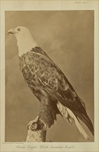 Bald Eagle; White-headed Eagle; William Notman, Canadian, born Scotland, 1826 - 1891, Montreal, Québec, Canada; 1876; Albumen