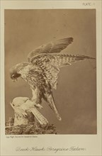 Duck Hawk; Peregrine Falcon; William Notman, Canadian, born Scotland, 1826 - 1891, Montreal, Québec, Canada; 1876; Albumen