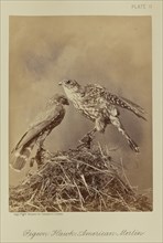 Pigeon Hawk; American Merlin; William Notman, Canadian, born Scotland, 1826 - 1891, Montreal, Québec, Canada; 1876; Albumen
