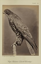 Gyr Falcon, Dark Variety, William Notman, Canadian, born Scotland, 1826 - 1891, Montreal, Québec, Canada; 1876; Albumen silver