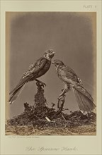The Sparrow Hawk; William Notman, Canadian, born Scotland, 1826 - 1891, Montreal, Québec, Canada; 1876; Albumen silver print